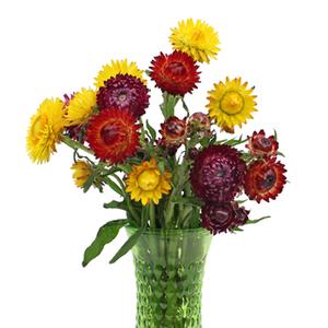 STRAWFLOWER ASSORTED 10ST 70cm