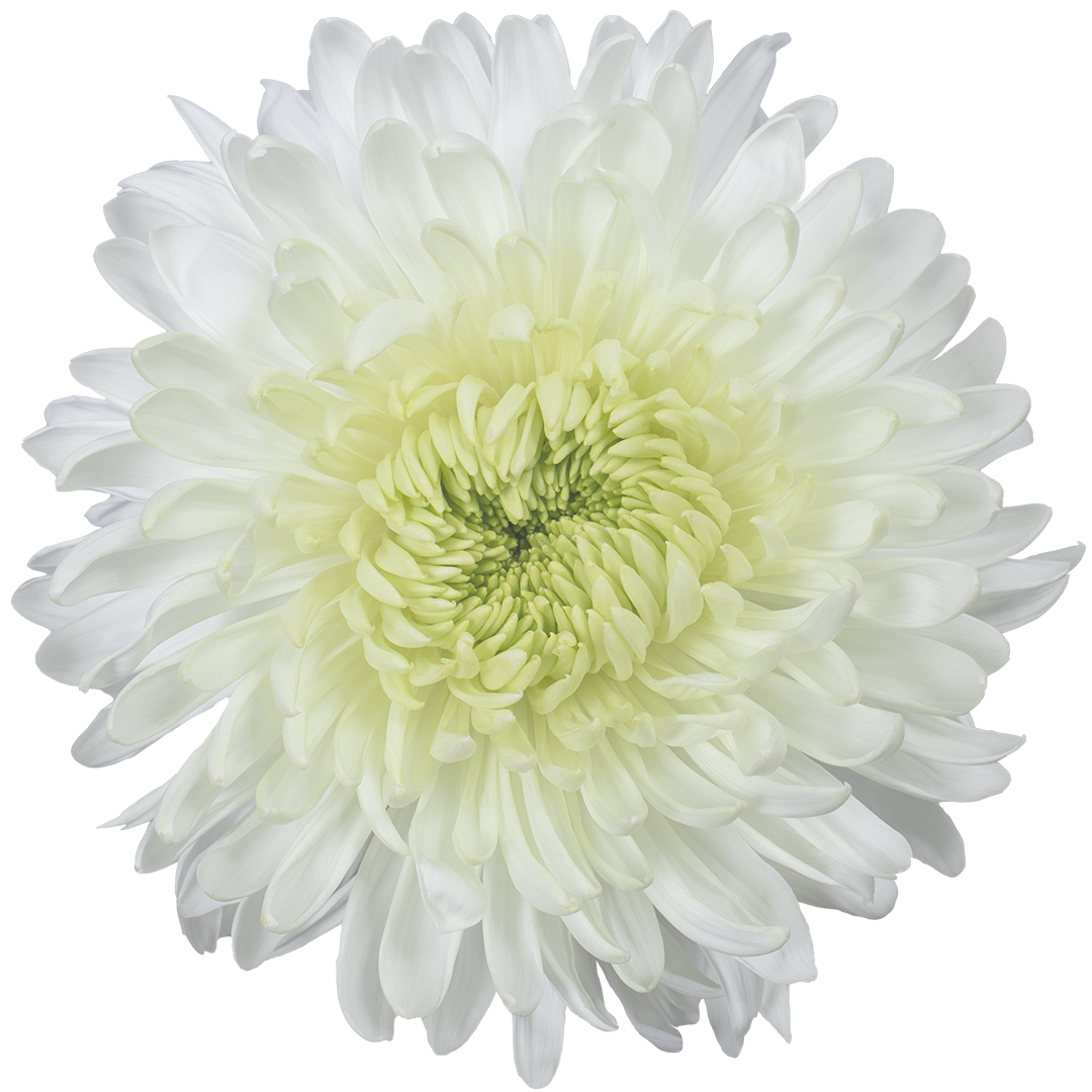 SUPERMUM MUMS EX WHI Magnum 5 St(Stems)
