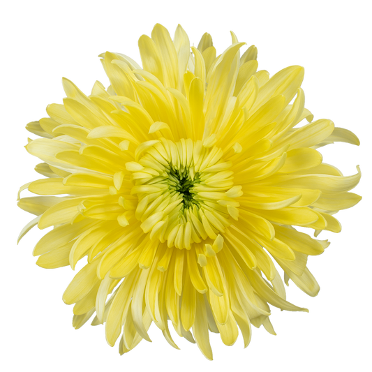 SUPERMUM MUMS MAGNUM YELLOW 5ST EX