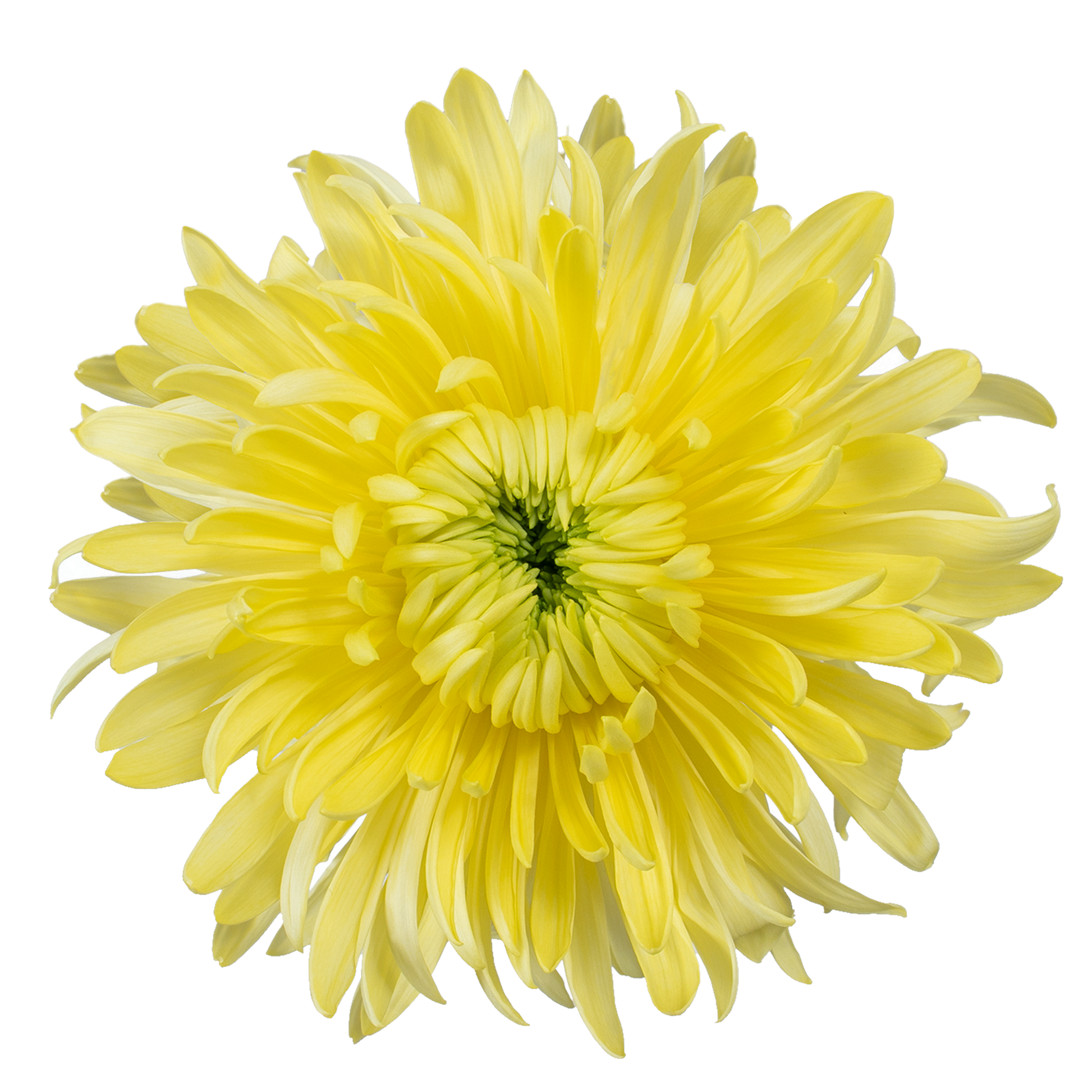 SUPERMUM MUMS EX YEL MAGNUM YELLOW 5ST 5 St(Stems)