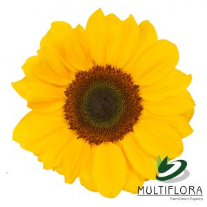 SUNFLOWER PETITE YEL Vincent Chioce 10St 10 St(Stems)