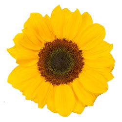 SUNFLOWER VINCENT CHOICE MEDIUM