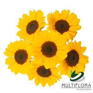 SUNFLOWER Medium YEL Vincent Choice 5st 5 St(Stems)