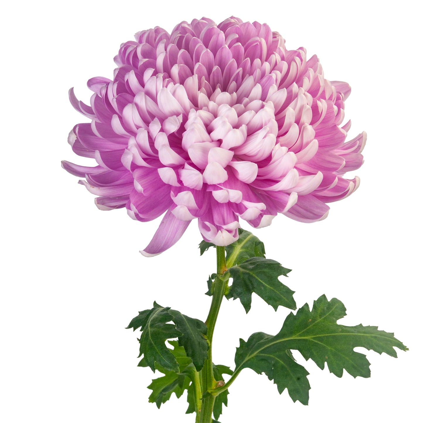 FOOTBALL SUPER MAGNUM PINK ROSY