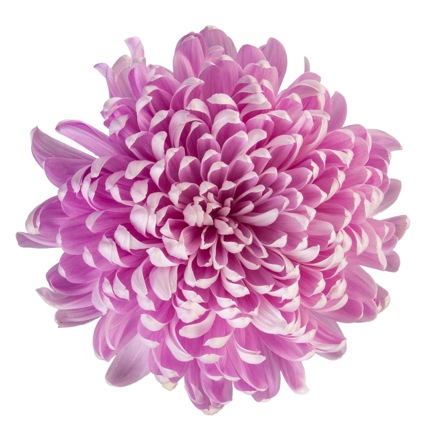 FOOTBALL SUPER MAGNUM PINK ROSY