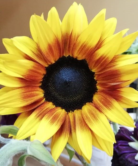 SUNFLOWER BICOLOR YELLOW/RED FIRE WALKER 5ST MED
