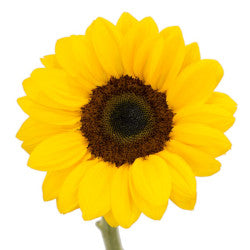 SUNFLOWER VINCENT CHOICE DC 5ST 70 CMS MED