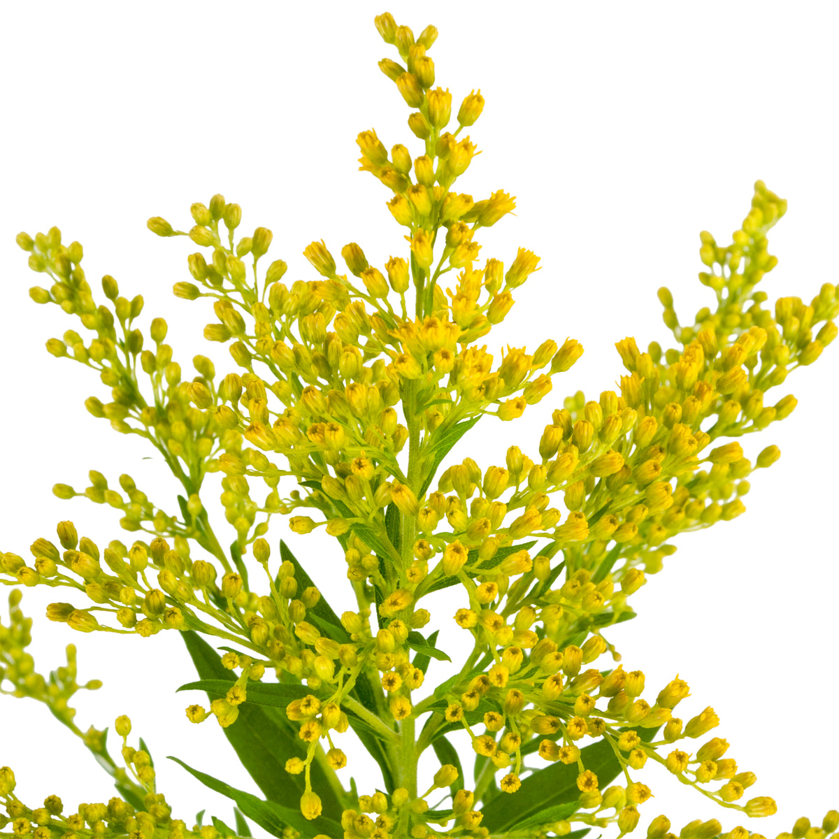 SOLIDAGO TARA 70CM