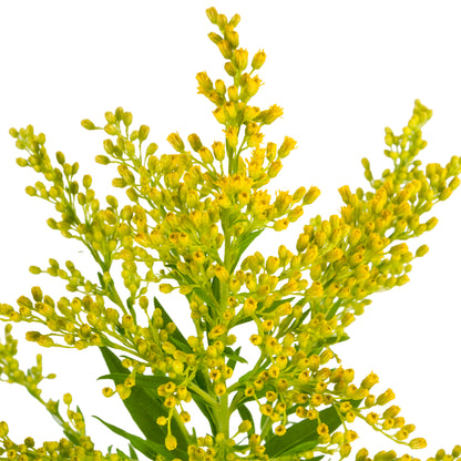 SOLIDAGO TARA 70CM