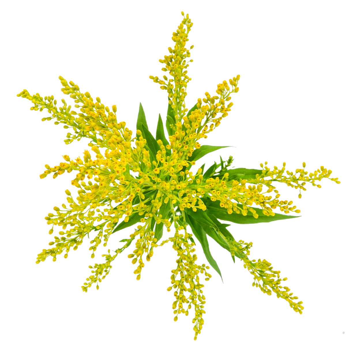 SOLIDAGO TARA 70CM