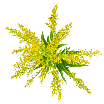 SOLIDAGO TARA 70CM