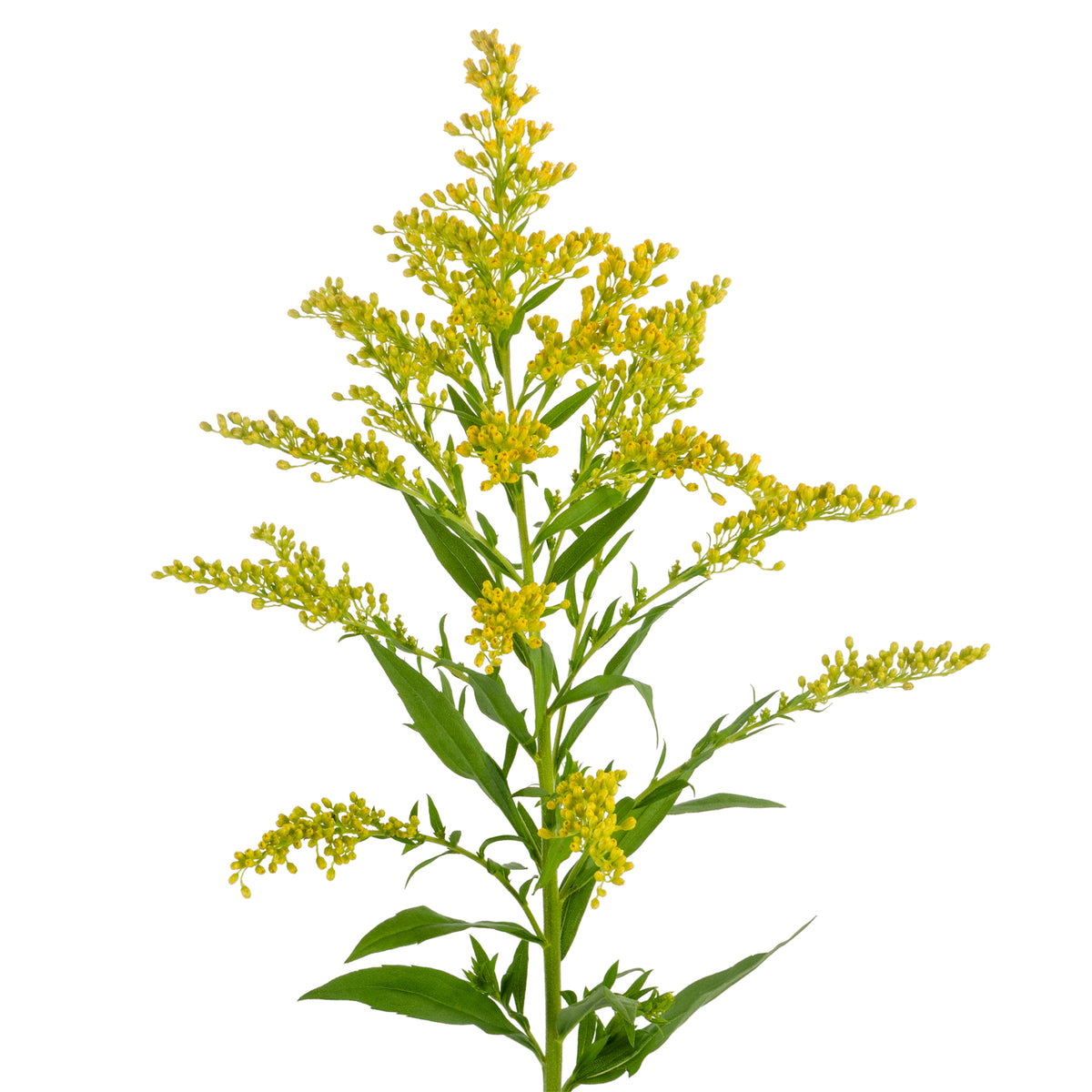 SOLIDAGO TARA 70CM