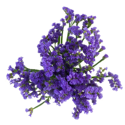 STATICE PURPLE 55CM