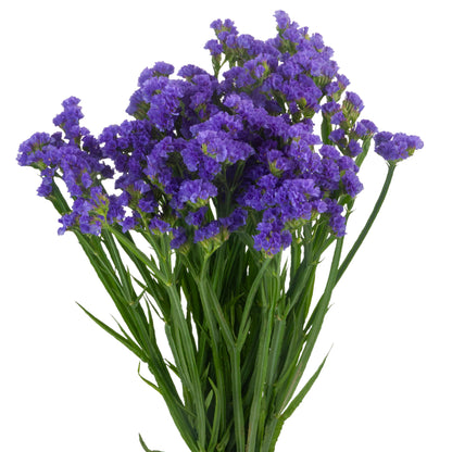 STATICE PURPLE 70CM