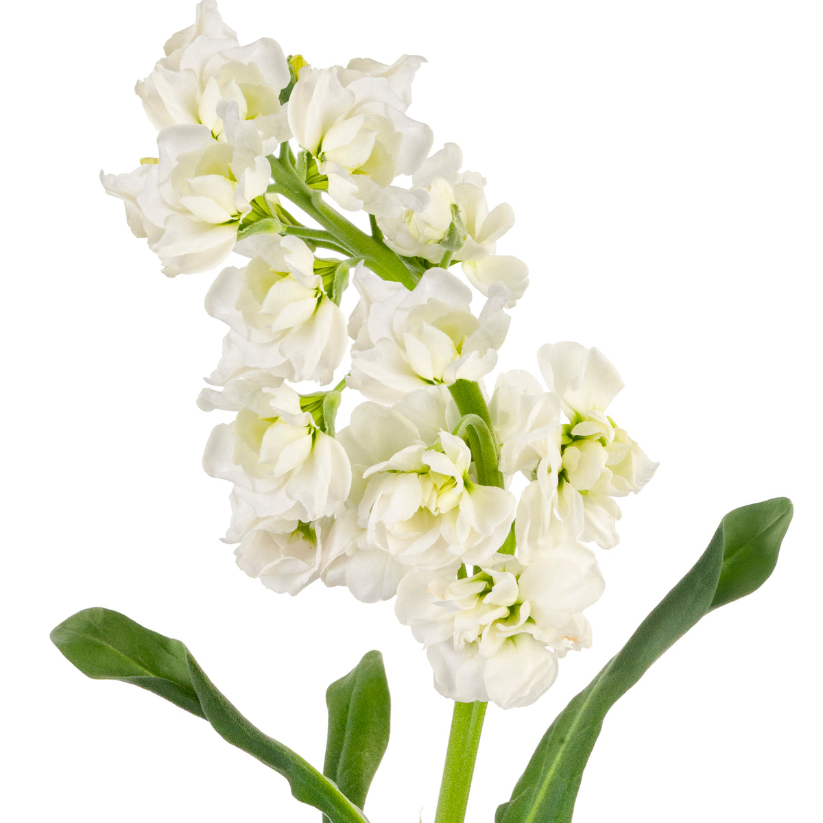STOCK DOUBLE BLM. WHITE 70CM