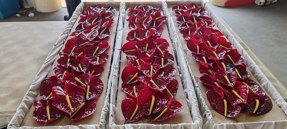 ANTHURIUM DARK RED 1ST MED