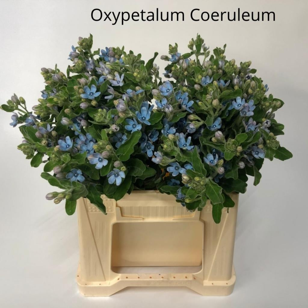 TWEEDIA LIGHT BLUE 50cm