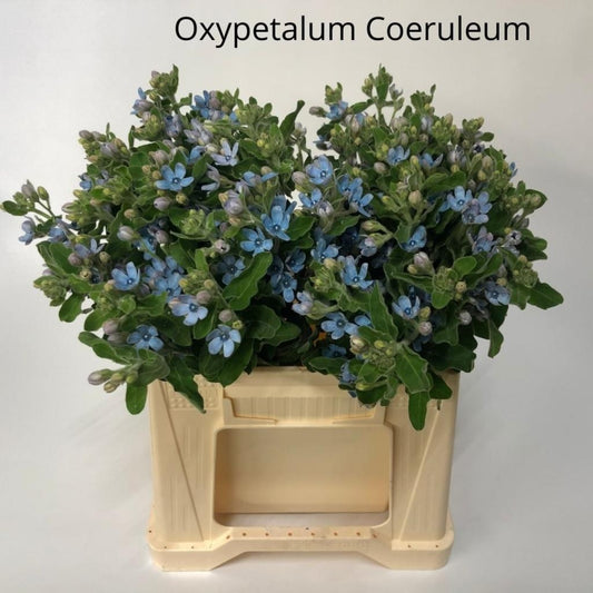 TWEEDIA LIGHT BLUE 50cm