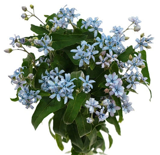 TWEEDIA 50cm BLU Light Blue 10 St(Stems)