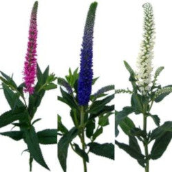 VERONICA ASSORTED