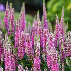 VERONICA PINK 10ST 60cm