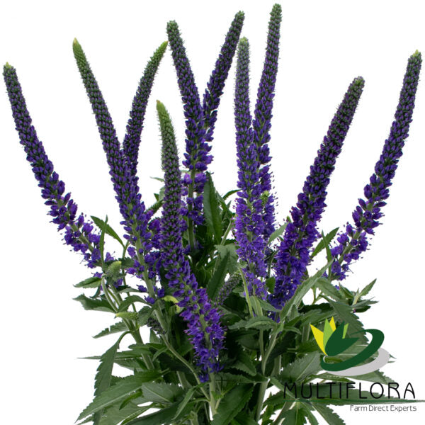 VERONICA 60cm PUR Skyler Blue 10st 10 St(Stems)