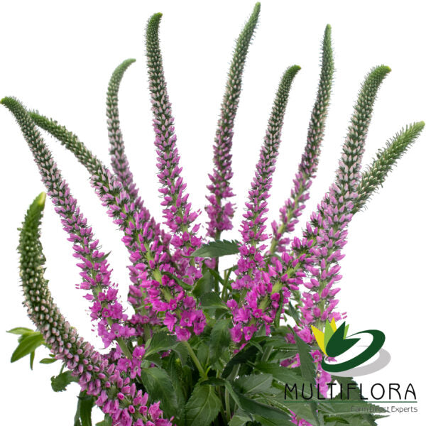 VERONICA 60cm PNK Skyler Pink 10st 10 St(Stems)