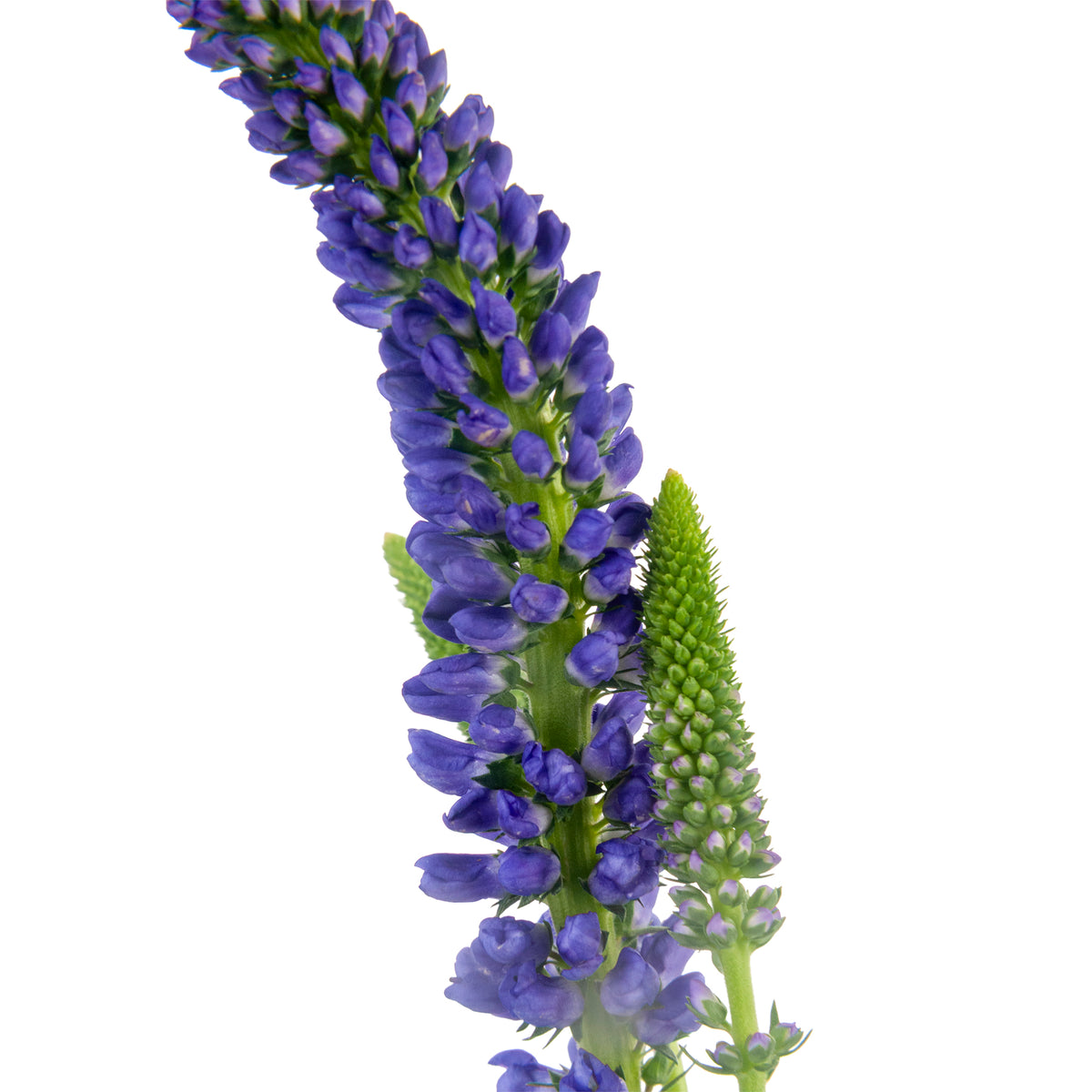 VERONICA PURPLE