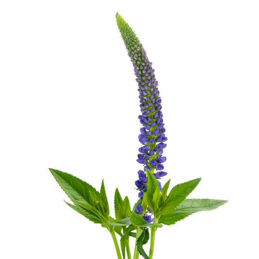 VERONICA SKYLER BLUE 60CM