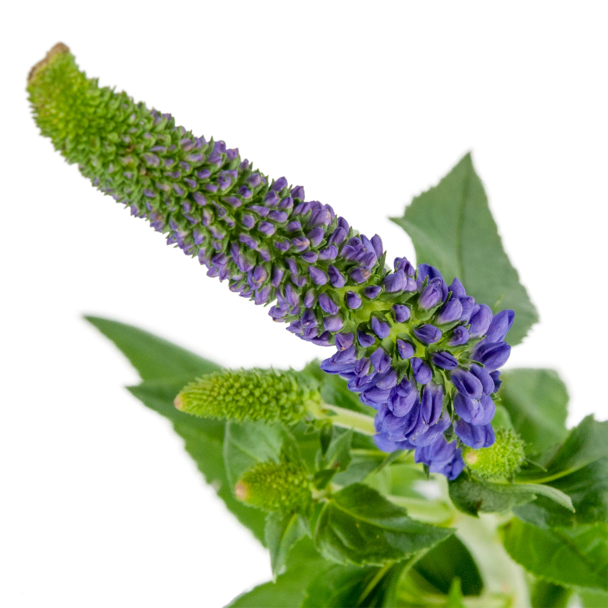 VERONICA PURPLE