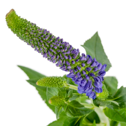 VERONICA PURPLE