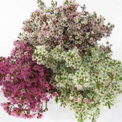 WAXFLOWER Fancy AST Assorted 50cm(Bunches)