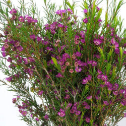 WAXFLOWER Select PUR Purple 60cm 10st(Bunches)