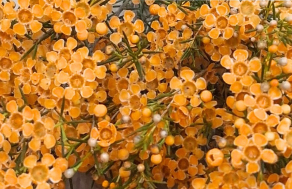 WAXFLOWER Select TNT Orange 60cm(Bunches)