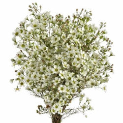 WAXFLOWER Select WHI White 60cm 10st(Bunches)