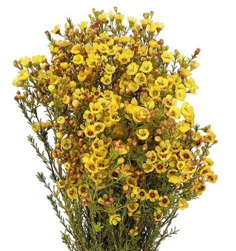 WAX FLOWER TINTED YELLOW 60cm